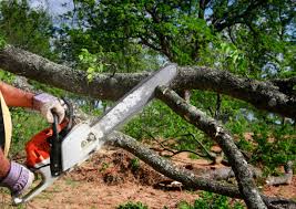 Odenton, MD  Tree Services Company