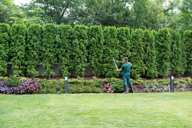 Best Tree Preservation Services  in Odenton, MD