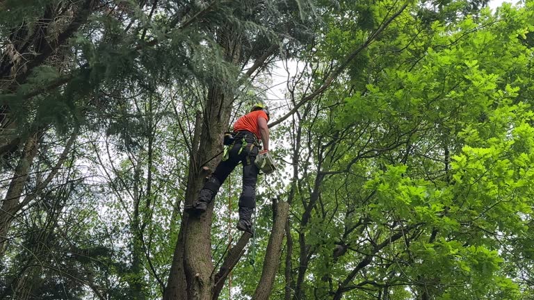 Best Tree Health Inspection  in Odenton, MD