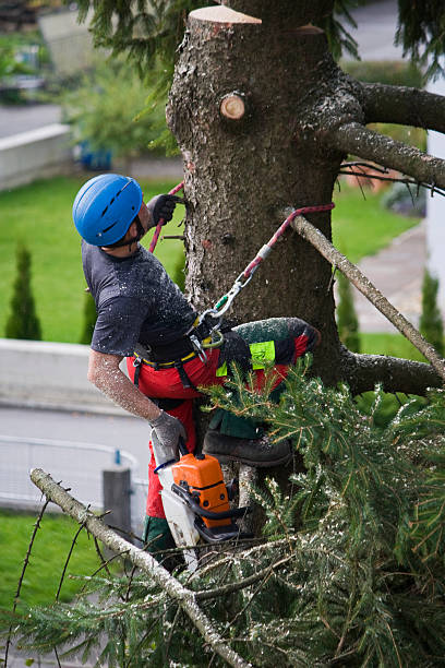 Best Tree Removal Service  in Odenton, MD