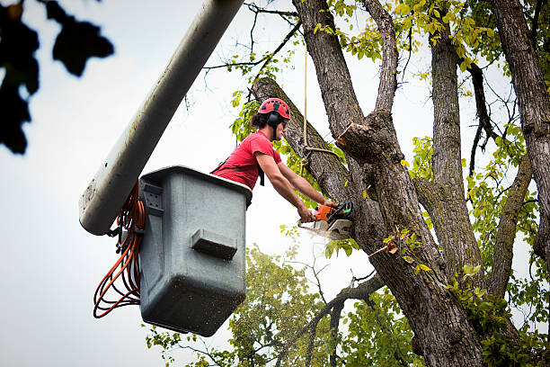 Best Tree Maintenance Programs  in Odenton, MD