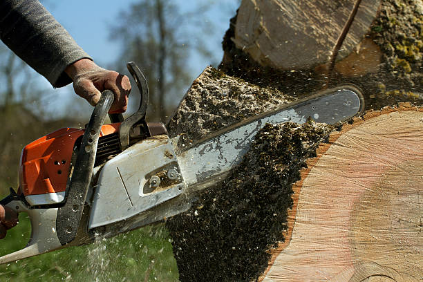 Best Storm Damage Tree Cleanup  in Odenton, MD